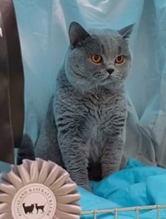 Fantastisk helg på Rorak sin katteutstilling i Orre hallen. PL*Amazing Aisha Thor fikk flotte bedømmelser. På lørdag CAC, BIV og best in show. Han ble Champion på søndagen. Er utrolig stolt av denne godgutten.