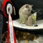 PL*Amazing Aisha Unique BEST IN SHOW ❤ Best in Variety Norway exhibition Congratulations 🙂 Solveig Margrethe Emberland ❤