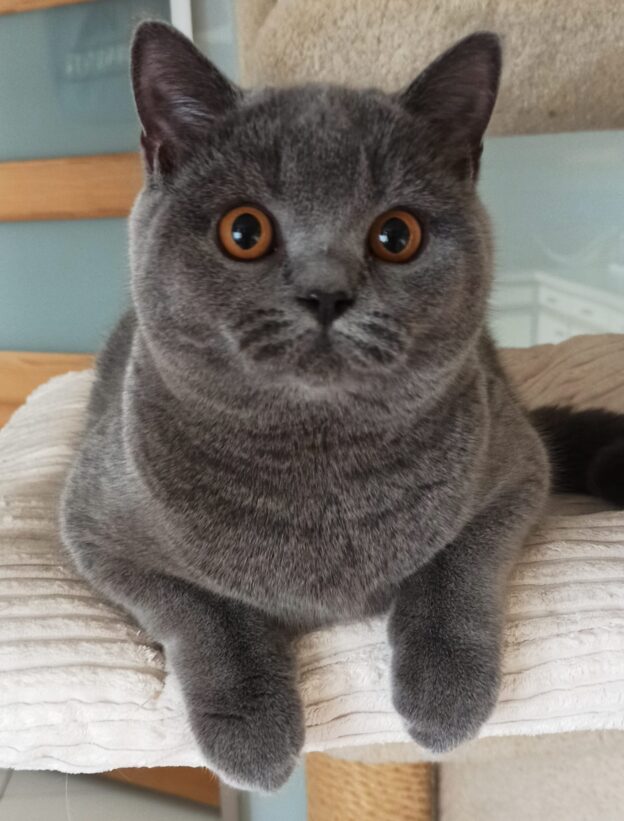 kot brytyjski niebieski -