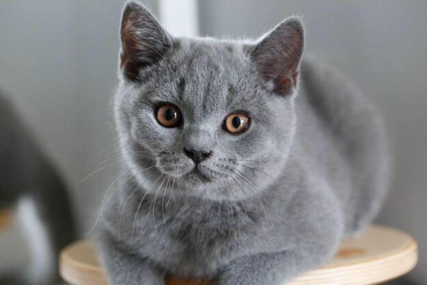 KOTY BRYTYJSKIE NIEBIESKIE