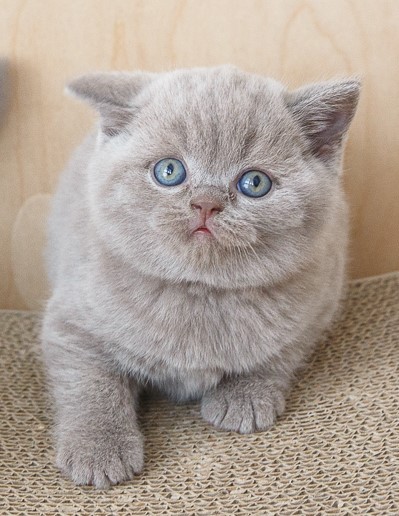 KOTY BRYTYJSKIE NIEBIESKIE