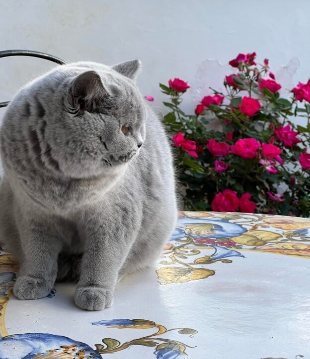 Hodowla kotów brytyjskich - KOTY BRYTYJSKIE NIEBIESKIE XOLA