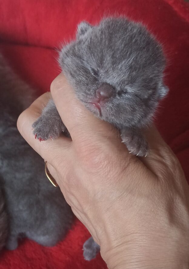 Hodowla kotów brytyjskich - KOTY BRYTYJSKIE NIEBIESKIE i liliowe