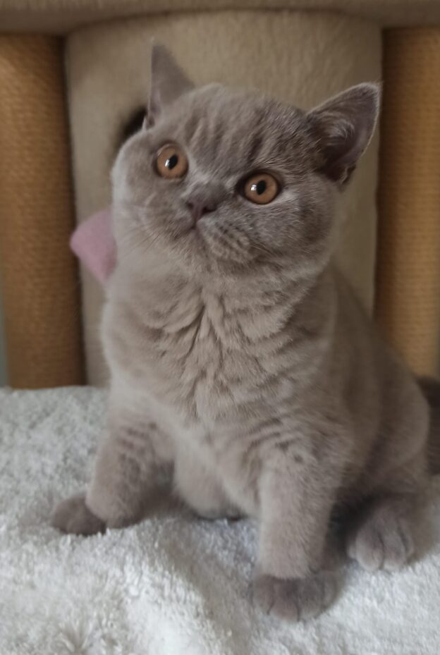 Hodowla kotów brytyjskich - KOTY BRYTYJSKIE NIEBIESKIE i liliowe