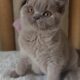 Hodowla kotów brytyjskich - KOTY BRYTYJSKIE NIEBIESKIE i liliowe