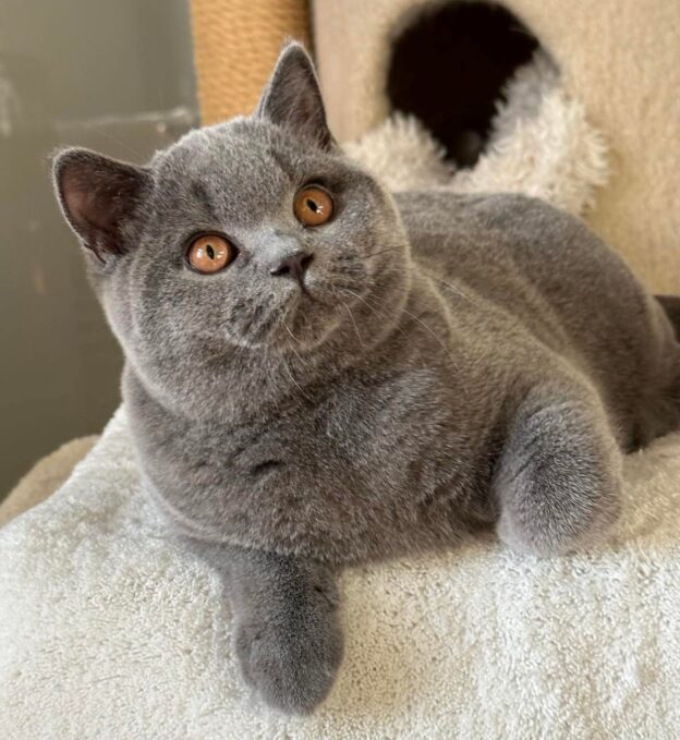 BONNIE - kot brytyjski niebieski