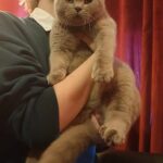 Hodowla kotów brytyjskich - KOTY BRYTYJSKIE NIEBIESKIE i liliowe