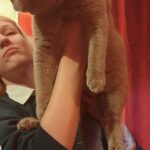 Hodowla kotów brytyjskich - KOTY BRYTYJSKIE NIEBIESKIE XOLA