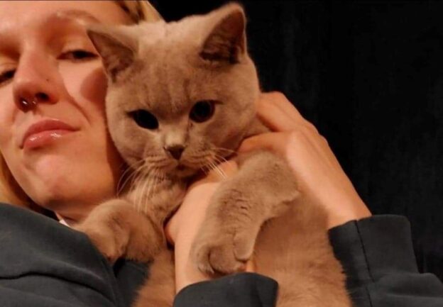 Hodowla kotów brytyjskich - KOTY BRYTYJSKIE NIEBIESKIE i liliowe