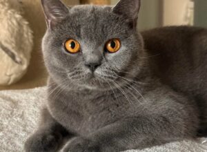 KOTY BRYTYJSKIE NIEBIESKIE I LILIOWE WIKTORIA