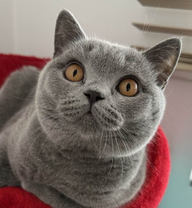 calineczka KOTY BRYTYJSKIE NIEBIESKIE I LILIOWE