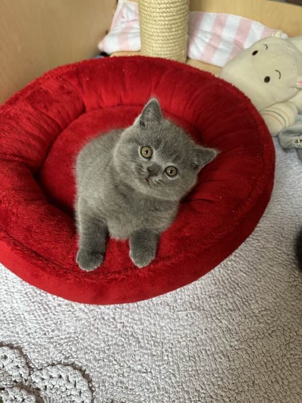 Hodowla kotów brytyjskich - KOTY BRYTYJSKIE NIEBIESKIE Carol