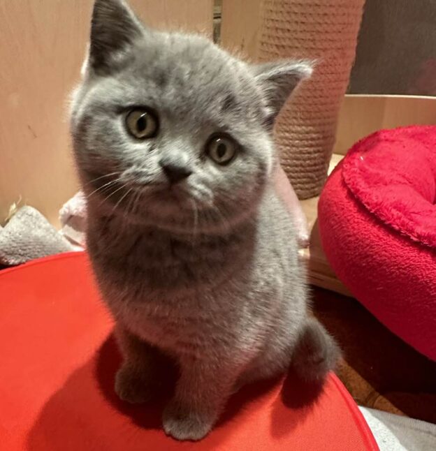 Hodowla kotów brytyjskich - KOTY BRYTYJSKIE NIEBIESKIE Canada- Carolcia