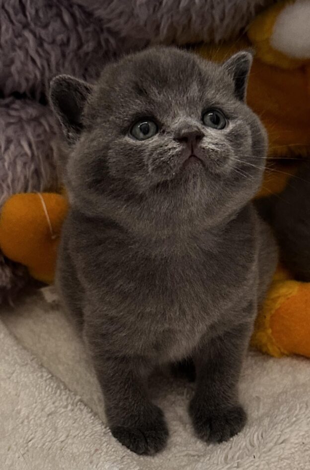 KOTY BRYTYJSKIE NIEBIESKIE I LILIOWE