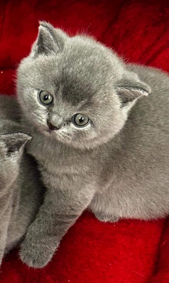 KOTY BRYTYJSKIE NIEBIESKIE I LILIOWE