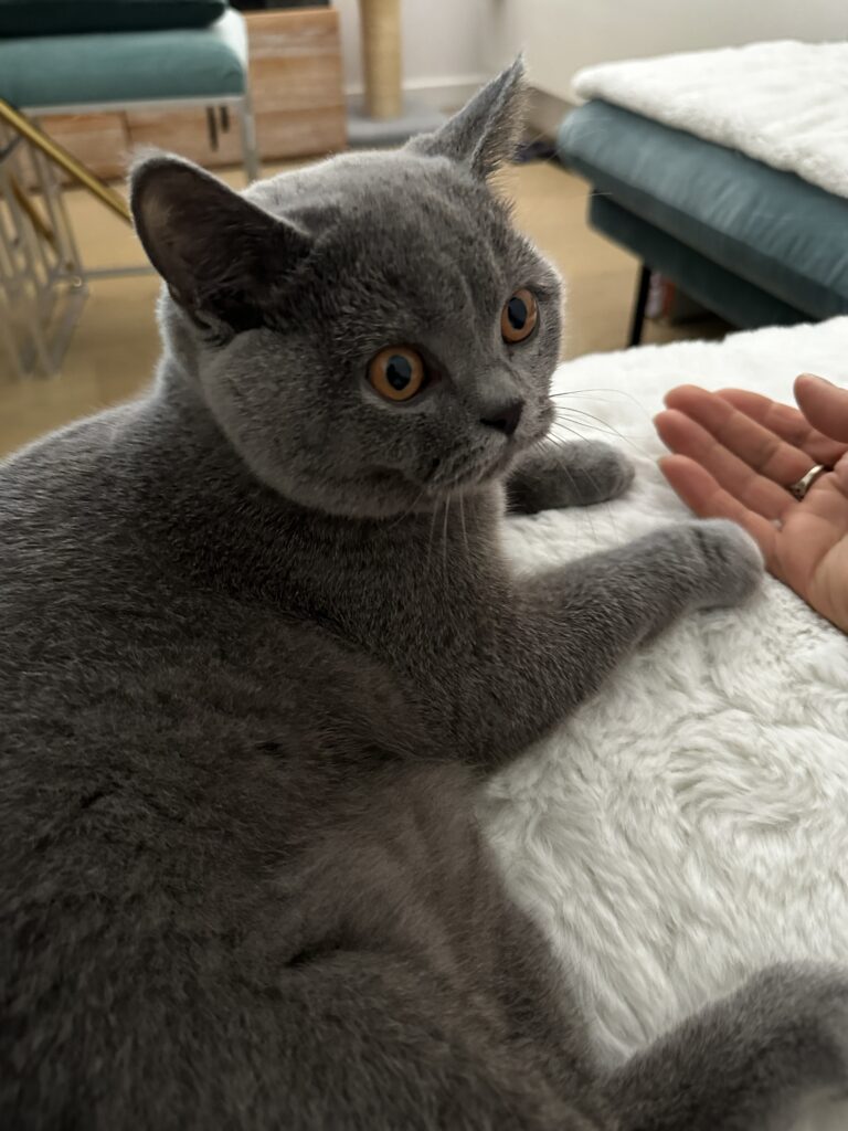 KOTY BRYTYJSKIE - kotka niebieska Didi