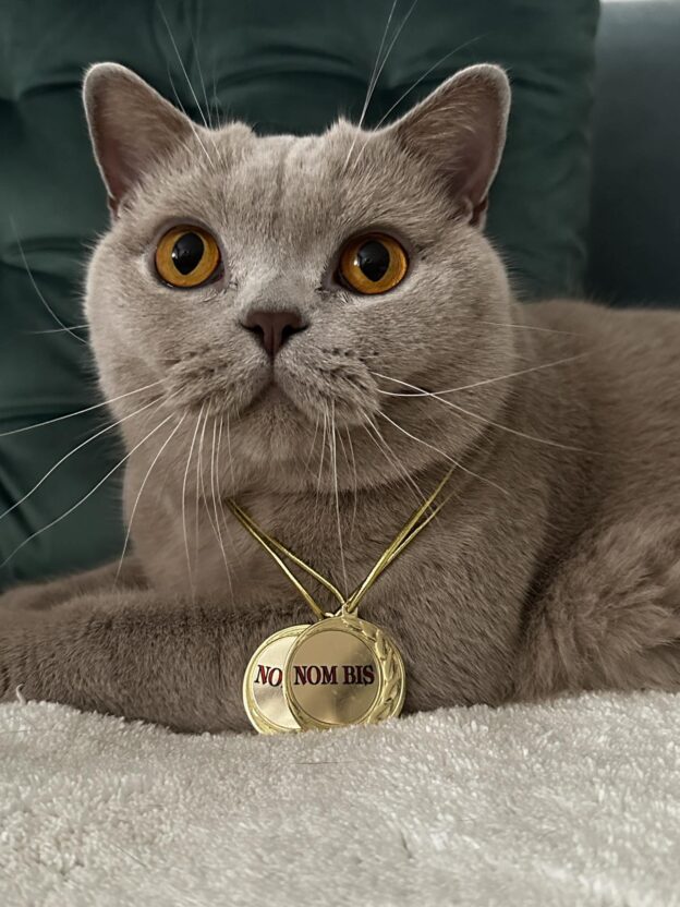 W miniony weekend byliśmy na wystawie organizowanej chociaż raz w moim mieście w samym centrum Gliwic 🙂 Międzynarodowa Wystawa Kotów FIFE - 21-22.10. 2023 ❤ ❤ ❤ ❤ ❤ Nasza liliowa dziewczynka PL*AmazingAisha UNIA 2X CAC 🙂 2X NOM BIS 🙂 1X BIV TOTAL 🙂 Bardzo się cieszę 😍 www.aisha.pl