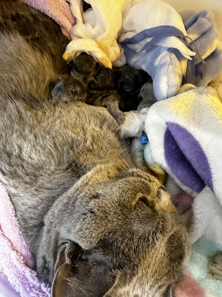 hodowla kotow brytyjskich