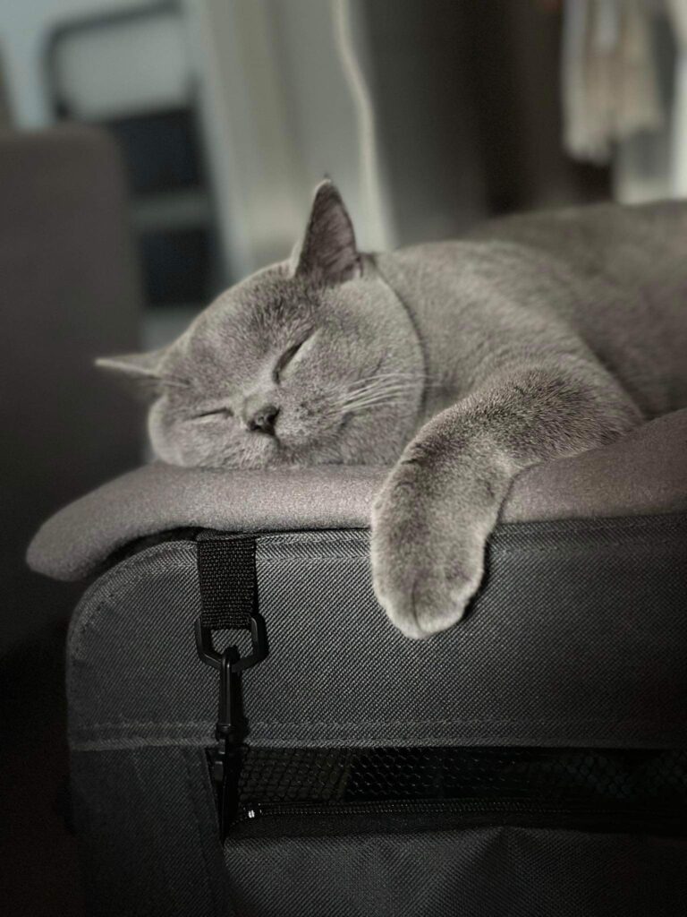 hodowla kotow brytyjskich DIDI AMAZINGaISHA*pl =- kot brytyjski niebieski