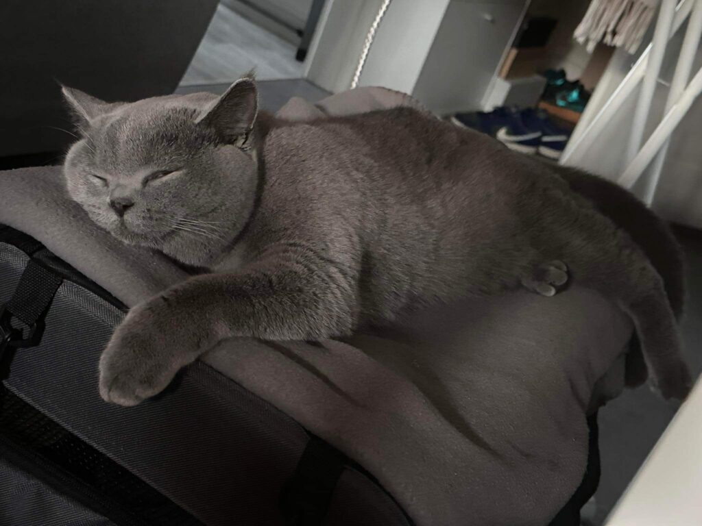 hodowla kotow brytyjskich DIDI AMAZINGaISHA*pl =- kot brytyjski niebieski