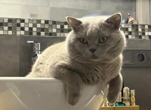 hodowla kotow brytyjskich