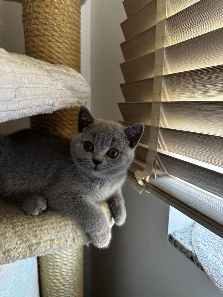 hodowla kotow brytyjskich EMILKA AMAZING AISHA*pl =- kot brytyjski niebieski