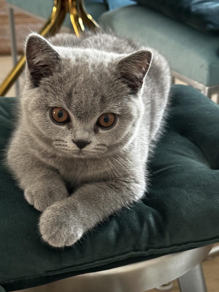 hodowla kotow brytyjskich EMIL  AMAZINGaISHA*pl =- kot brytyjski niebieski