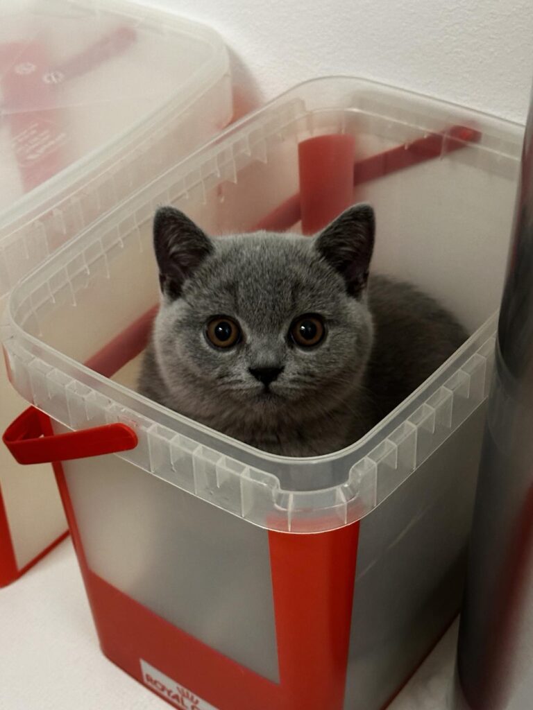 hodowla kotow brytyjskich EMILKA AMAZING AISHA*pl =- kot brytyjski niebieski