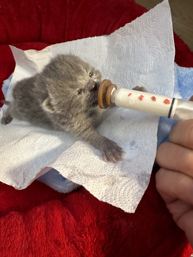 hodowla kotow brytyjskich