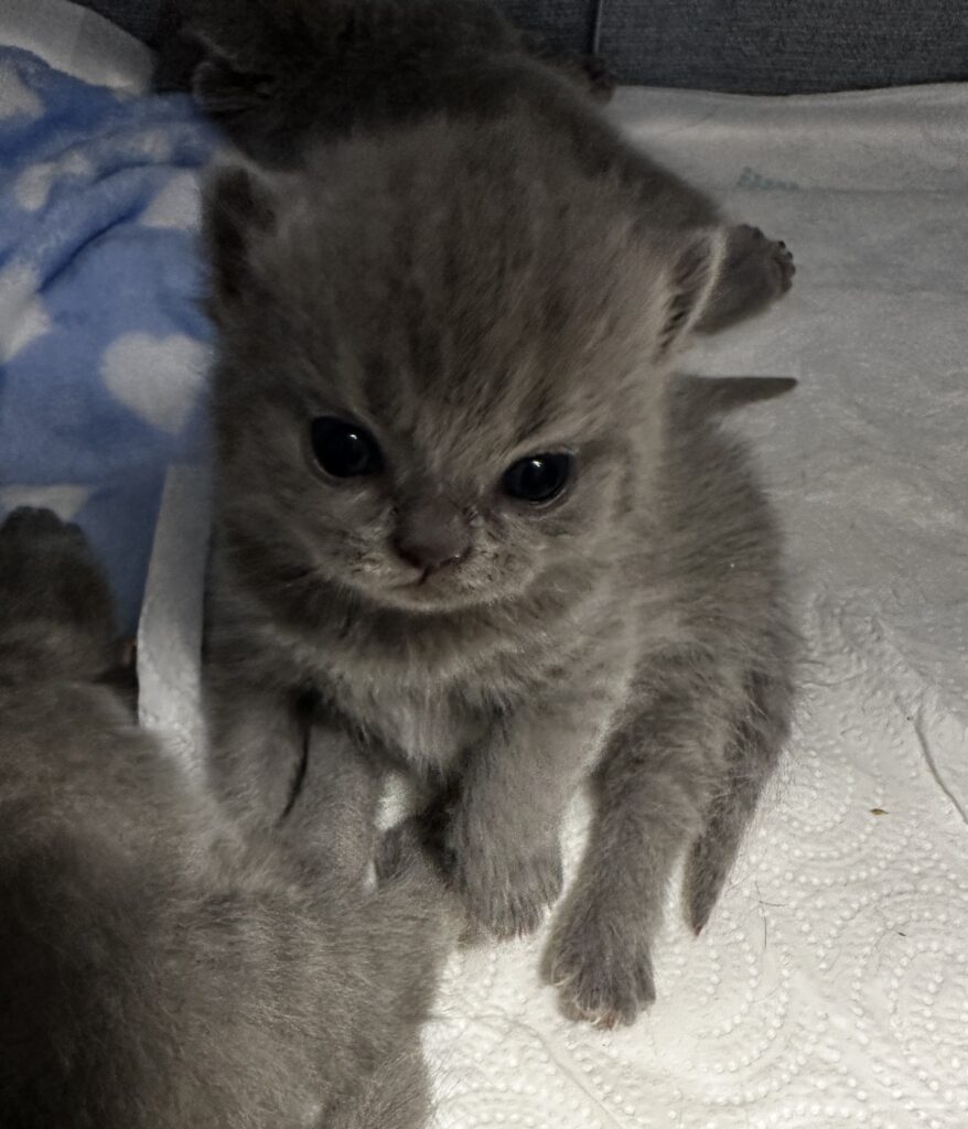 hodowla kotow brytyjskich