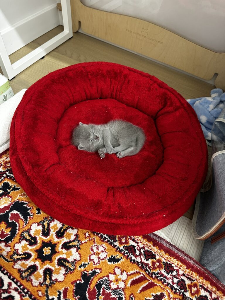 hodowla kotow brytyjskich