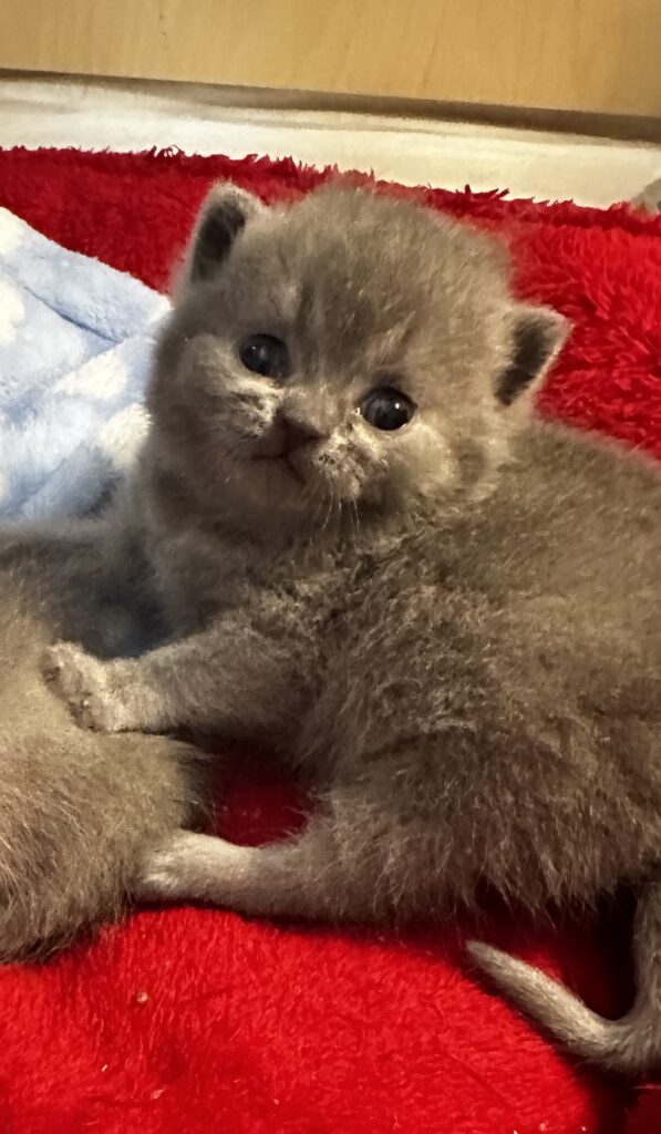 hodowla kotow brytyjskich