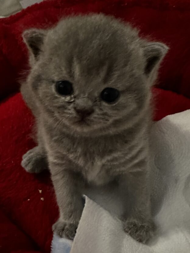 hodowla kotow brytyjskich