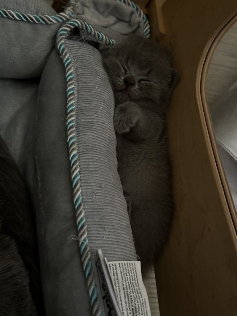 hodowla kotow brytyjskich