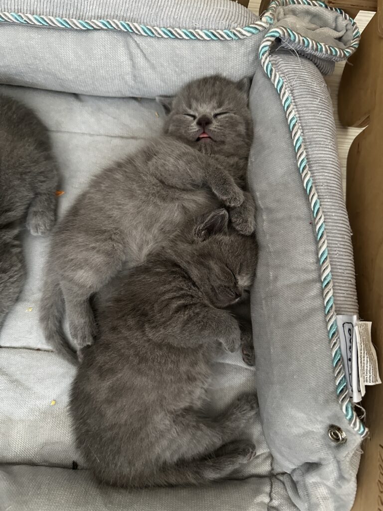 hodowla kotow brytyjskich