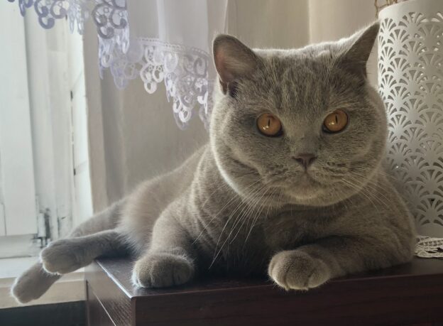 hodowla kotow brytyjskich