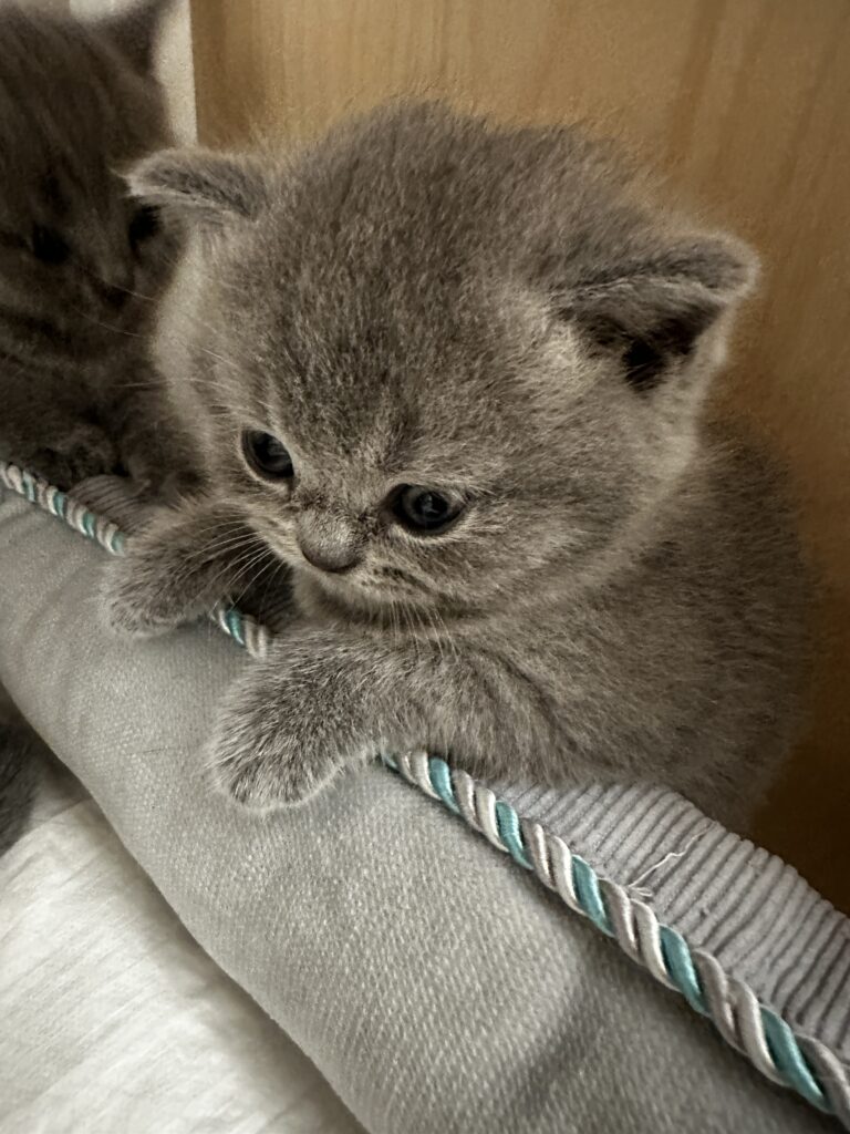 hodowla kotow brytyjskich DIDI AMAZINGaISHA*pl =- kot brytyjski niebieski