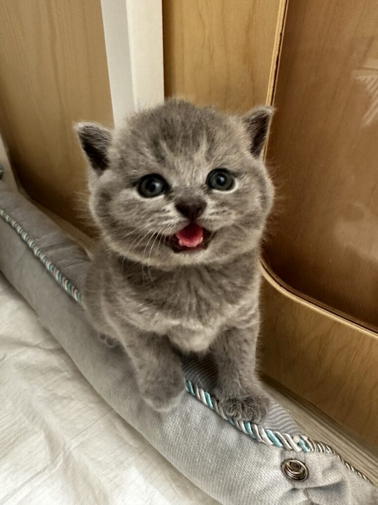 hodowla kotow brytyjskich DIDI AMAZINGaISHA*pl =- kot brytyjski niebieski