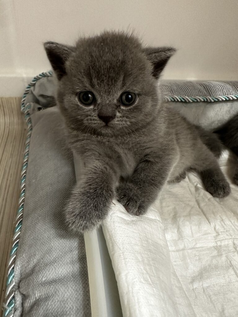 hodowla kotow brytyjskich DIDI AMAZINGaISHA*pl =- kot brytyjski niebieski