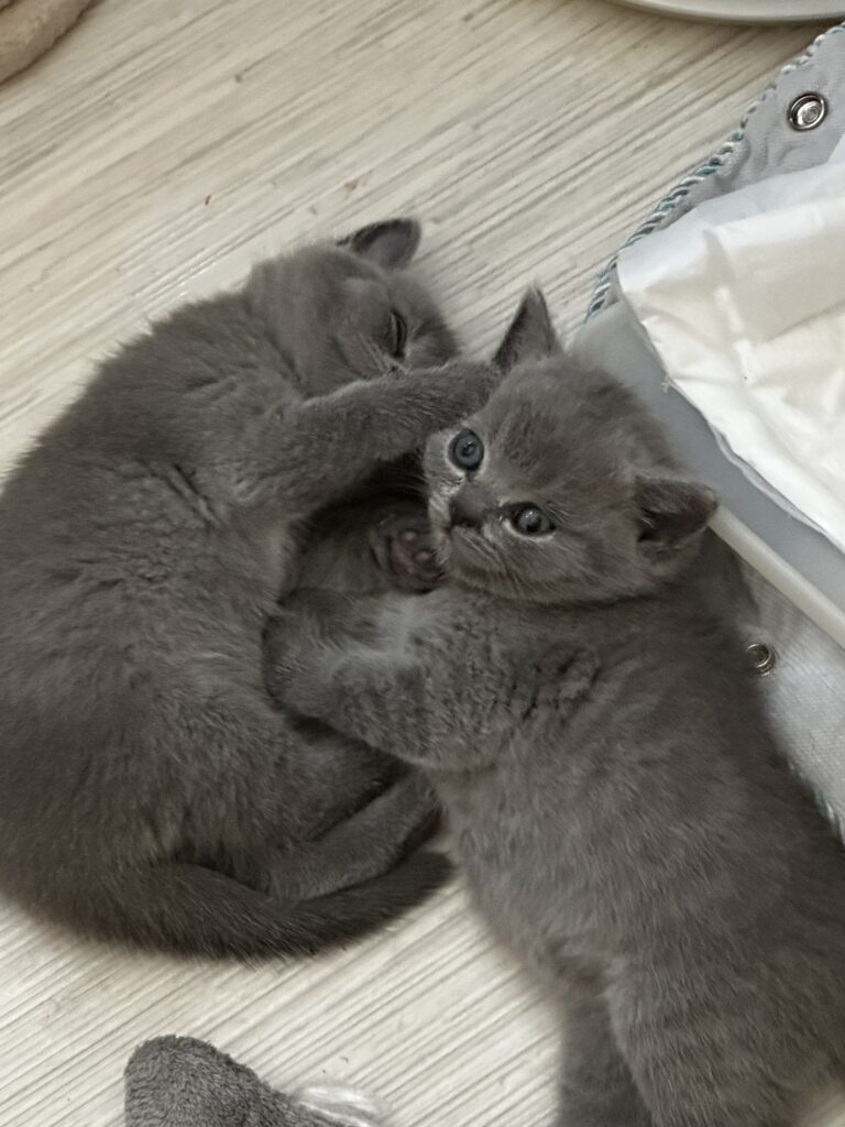 hodowla kotow brytyjskich DIDI AMAZINGaISHA*pl =- kot brytyjski niebieski