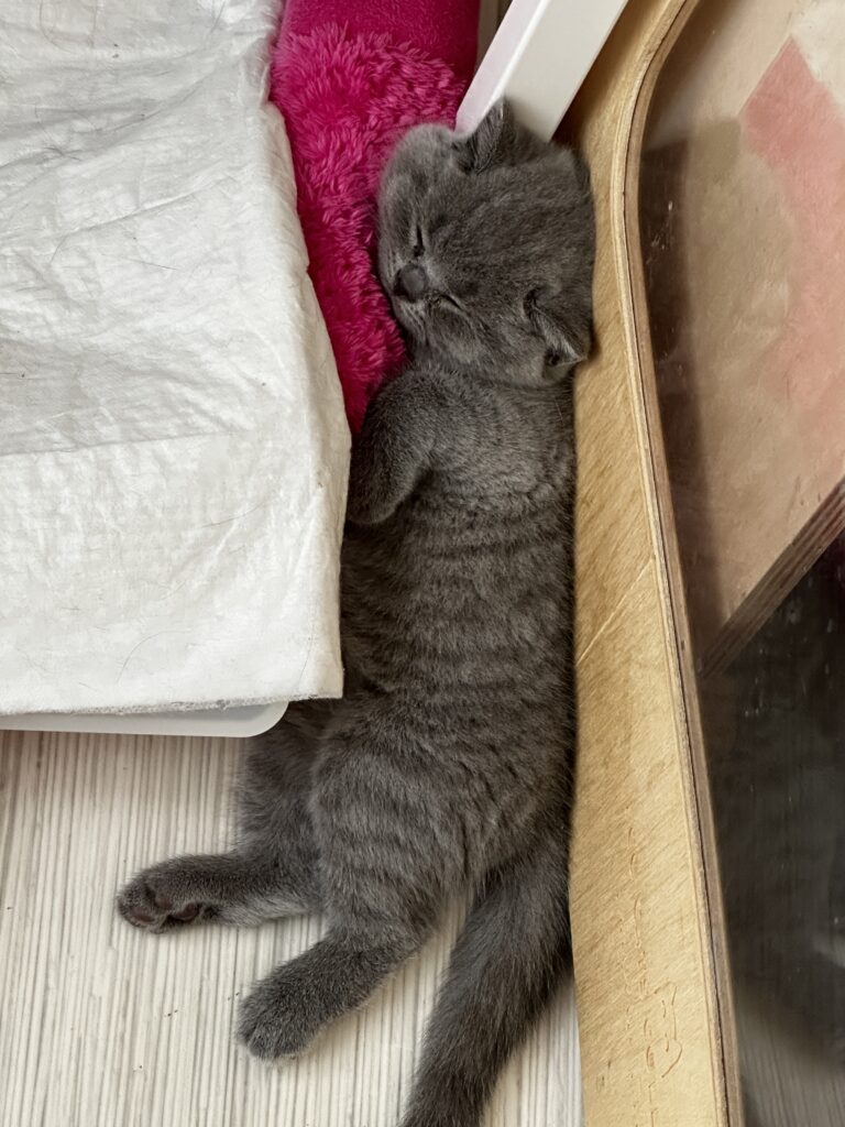 hodowla kotow brytyjskich DIDI AMAZINGaISHA*pl =- kot brytyjski niebieski