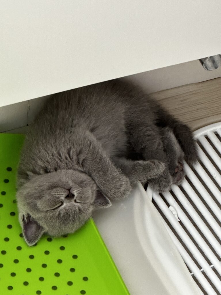 hodowla kotow brytyjskich DIDI AMAZINGaISHA*pl =- kot brytyjski niebieski