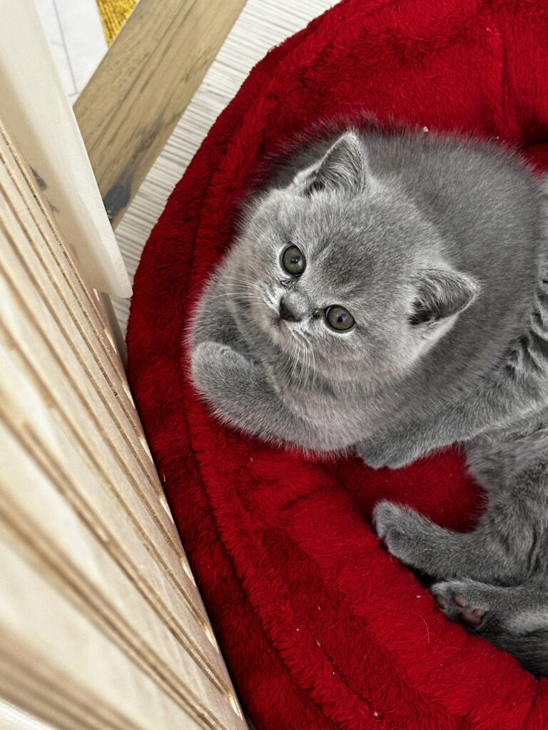 hodowla kotow brytyjskich DIDI AMAZINGaISHA*pl =- kot brytyjski niebieski