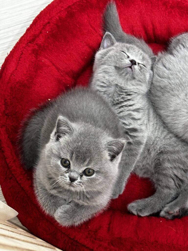 hodowla kotow brytyjskich DIDI AMAZINGaISHA*pl =- kot brytyjski niebieski