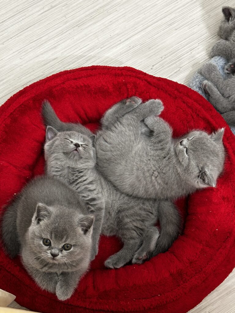 hodowla kotow brytyjskich DIDI AMAZINGaISHA*pl =- kot brytyjski niebieski