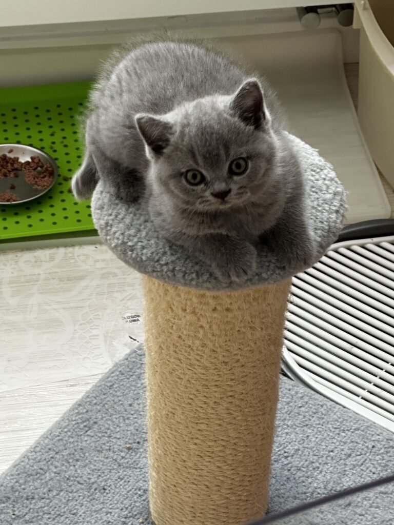 hodowla kotow brytyjskich DIDI AMAZINGaISHA*pl =- kot brytyjski niebieski