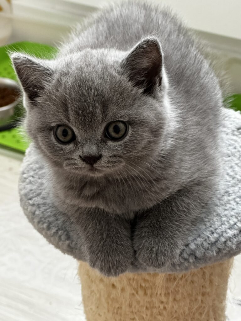 hodowla kotow brytyjskich DIDI AMAZINGaISHA*pl =- kot brytyjski niebieski