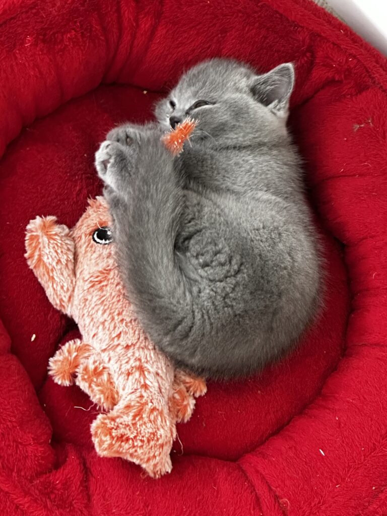 hodowla kotow brytyjskich DIDI AMAZINGaISHA*pl =- kot brytyjski niebieski