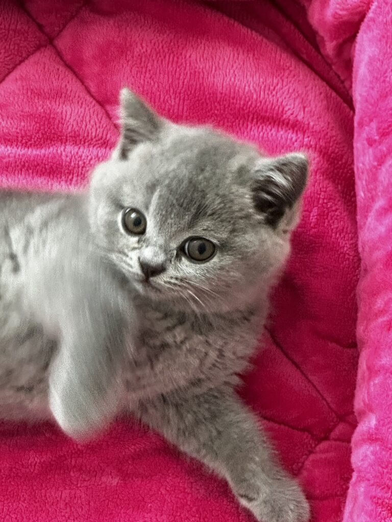 hodowla kotow brytyjskich DIDI AMAZINGaISHA*pl =- kot brytyjski niebieski