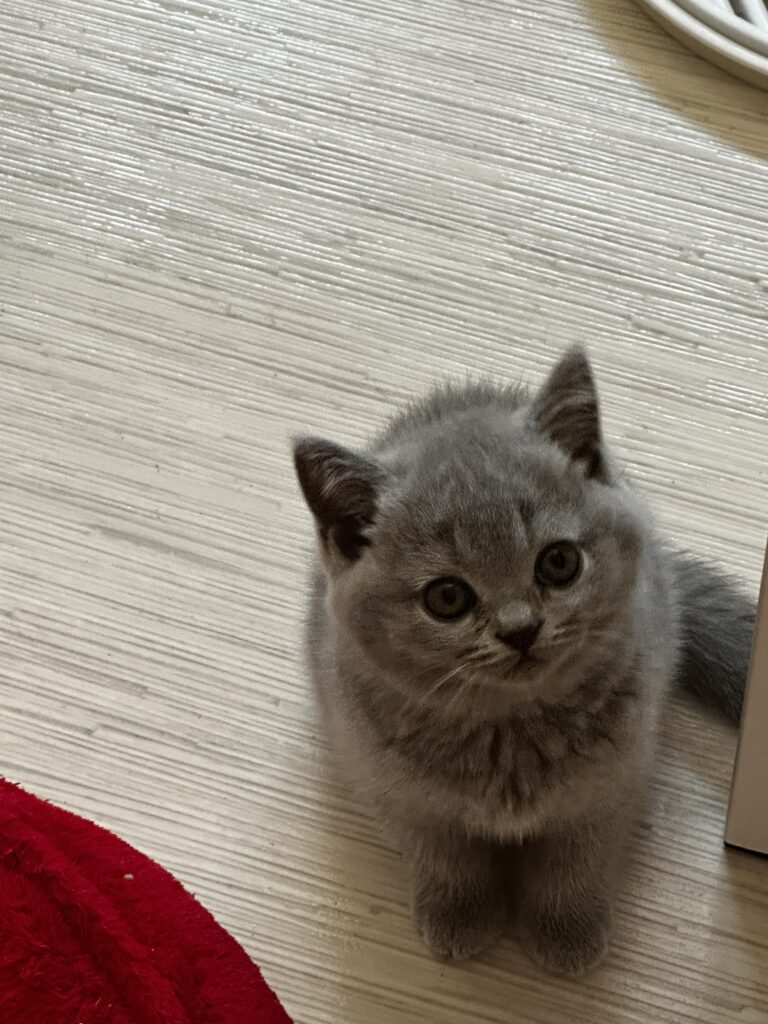 hodowla kotow brytyjskich DIDI AMAZINGaISHA*pl =- kot brytyjski niebieski